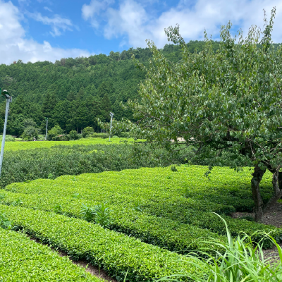 半額】＜お裾分け＞緑茶セット | 天空のへそ茶公式ショップ